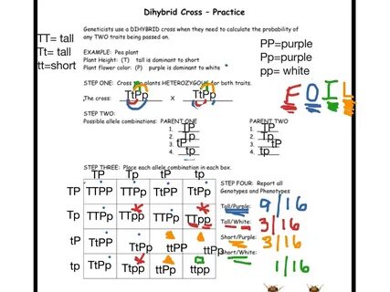 Chapter 10 Dihybrid Cross Worksheet Dihybrid Practice Proble
