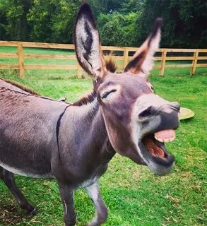 World’s Greatest Gallery of Laughing Donkeys