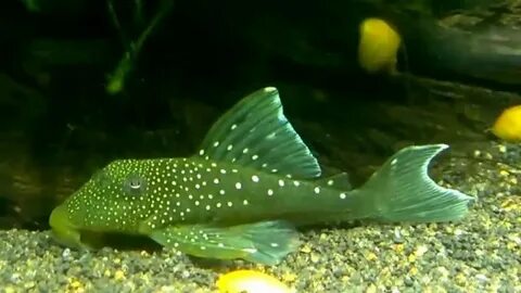 Green Phantom Pleco L-200 HD - YouTube