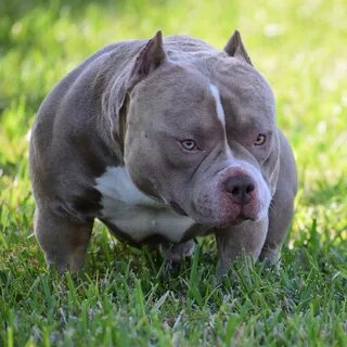 TOP POCKET AMERICAN BULLY STUD. LOUIS V LINE’S VENOM OF VENO