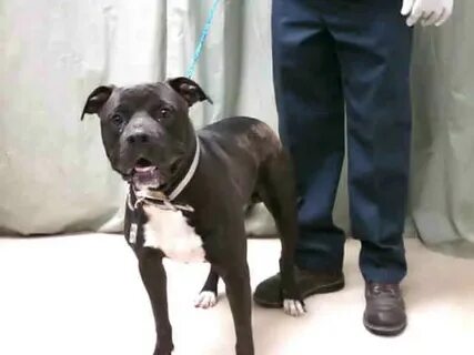 Black with White Chest American Pit Bull Terrier Friendly . 