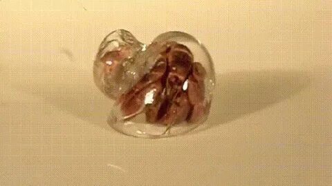 Glass crab shell GIF - Find on GIFER