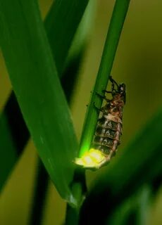 Pictures of Glow Worms on Animal Picture Society