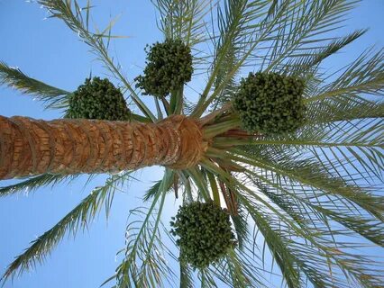 Public Domain Picture Palm tree with figs ID: 13971307213246