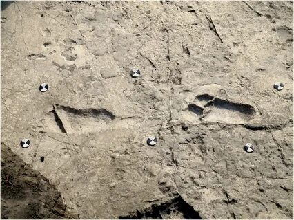 Ancient footprints offer clues into early humans' body size 