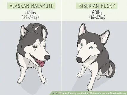 How to Identify an Alaskan Malamute from a Siberian Husky