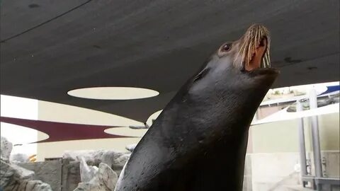 What to Do if You’re Confronted By an Aggressive Sea Lion - 
