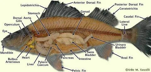 Perch labeled Fish anatomy, Anatomy, Fish