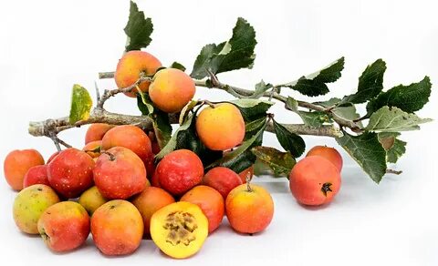 Tejocote Fruits Information, Recipes and Facts