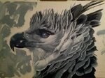 Magnificent use of color and strokes! Harpy eagle found on D