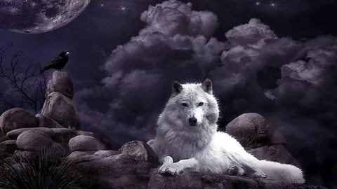 Wolf Wallpaper, Night Sky, Crow, Moon, Fantasy Art, White Wo