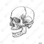 Skull Open Mouth Drawing - Lalocositas