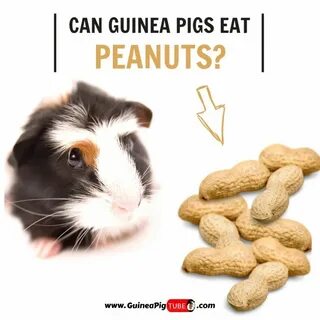 Can Guinea Pigs Eat Peanuts? - Guinea Pig Tube