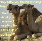Hump day & coffee Hump day humor, Hump day images, Hump day