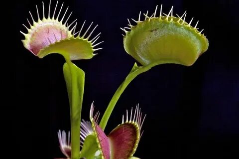 Pin by Katie on *Garden Variety* Venus fly trap, Fly traps, 