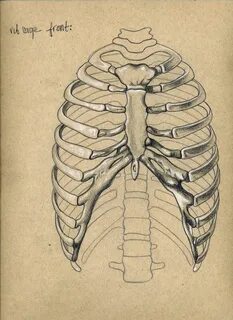 rib cage. Skeleton drawings, Rib cage drawing, Anatomy art