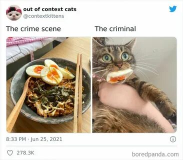 The "Out Of Context Cats" Twitter Page Shares Cat Pics That 