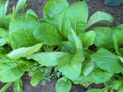 Mustard - Tendergreen - St. Clare Heirloom Seeds - Heirloom 