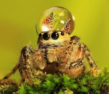 Fashionable Jumping Spiders Jumping spider, Spider, Animals