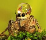 Fashionable Jumping Spiders Jumping spider, Spider, Beautifu