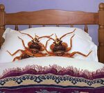 Bed bugs ACTUALLY in bed Latest Memes - Imgflip