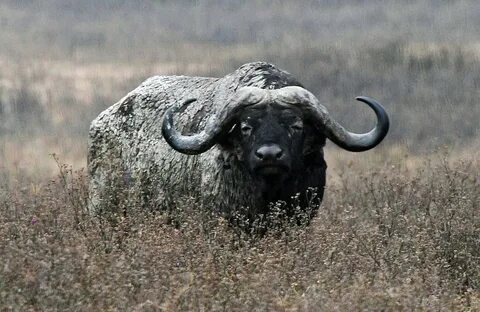 File:African Buffalo Ngorongoro.jpg - Wikipedia