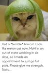 🐣 25+ Best Memes About Melon Cat Melon Cat Memes
