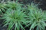 PlantFiles Pictures: Variegated Lily Turf, Lilyturf, Monkey 