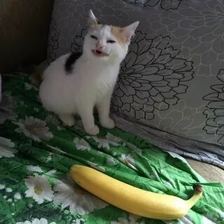 Создать мем "кошка и банан мем, коты, котик" - Картинки - Me