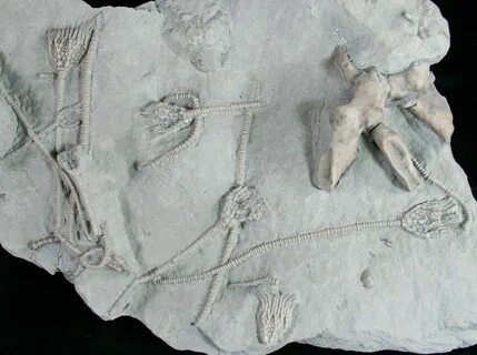 Wonderful Crinoid Plate From Maysville, Kentucky (#9244) For