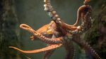 Beautiful Octopus 1920x1080 - Imgur