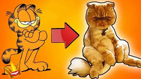REAL LIFE GARFIELD CAT *NOT CLICKBAIT* - The Funny King - Yo