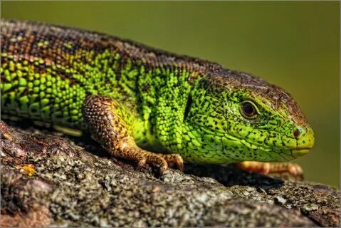 Mobile wallpaper: Animals, Color, Sight, Opinion, Lizard, Re