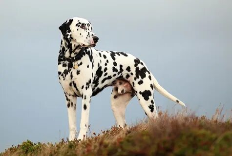Порода собак Далматин (Далматинец): описание, уход, воспитан