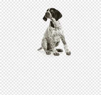 Free download German Shorthaired Pointer German Wirehaired P