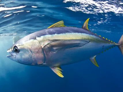 Mercury increase in Pacific yellowfin tuna Lautan, Ikan, Hew