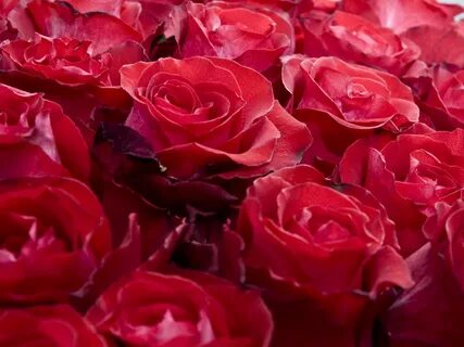 Скачать 1600x1200 розы, цветы, бутоны, красные, красиво обои