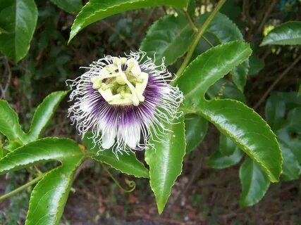 Purple Possum Passion Fruit - Live Plant - Passiflora edulis
