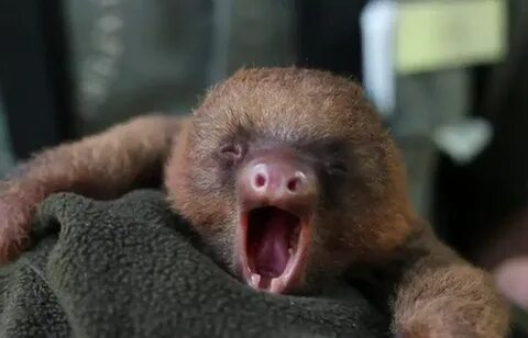Viral video: Adorable baby sloth yawns - pennlive.com