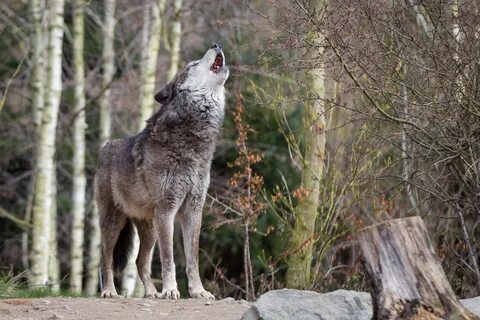 Gray wolves may lose their endangered species status - Envir