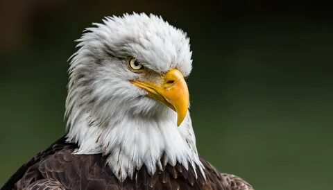 Bald eagle shows air superiority, sends $950 drone into lake