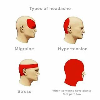 VEGAN MEMES Headache types, Vegan memes, Memes