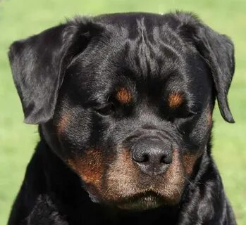 Taping Rottweiler pups ears - Meisterhunde Rottweilers High 