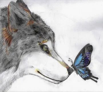 The butterfly and the wolf by Blaize955 on deviantART Wolf t