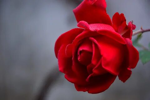 Valentin-napi virág top-lista: rózsa, nárcisz, jácint - Agro