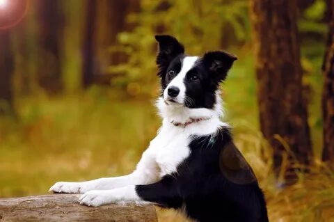 border collie Dragonfly and Autumn in Russia by T-Solnechnay