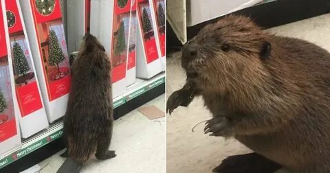 CountryCoutureBridal on Twitter: "Beaver on aisle 5! Furry r