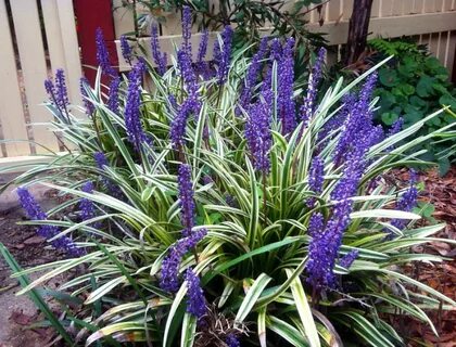 Super Blue Liriope Ground Cover Mass Bedding Erosion Control