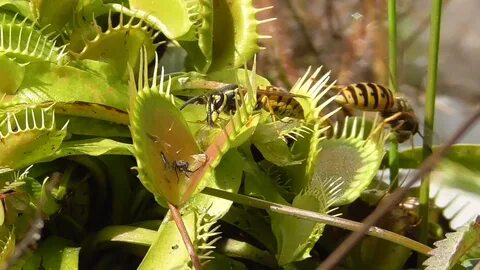 Venus Fly Trap Guzzles Down Yellow Jacket After Yellow Jacke