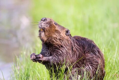 New Yorkers reminded of extended beaver trapping season WWTI